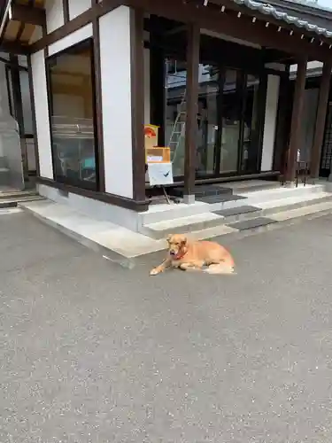 御誕生寺（猫寺）の動物