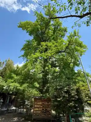 子之神社(神奈川県)