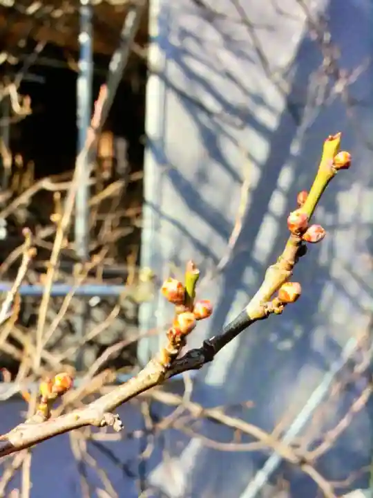 月窓寺(東京都)