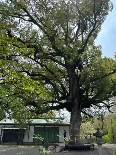 平野神社(京都府)