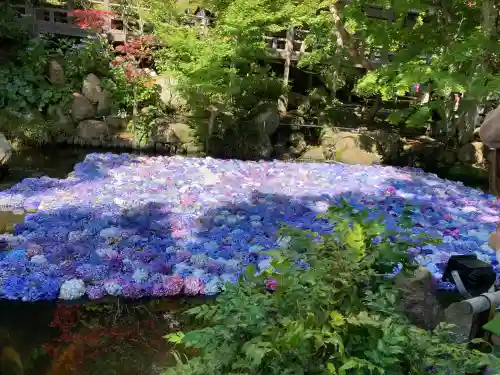 楽法寺（雨引観音）の{uncategorized: "未分類", other: "その他", undefined: "問題あり", building: "その他建物", grave: "お墓", sacred_gate: "鳥居", guardian: "狛犬", statue: "像", buddha: "仏像", history: "歴史", nature: "自然", garden: "庭園", animal: "動物", pagoda: "塔", temizu: "手水舎", mountain_gate: "山門・神門", sanctuary: "本殿・本堂", subordinate: "末社・摂社", art: "芸術", scenery: "景色", jizo: "地蔵", ema: "絵馬", goshuin: "御朱印", omikuji: "おみくじ", items: "授与品その他", amulet: "お守り", goshuincho: "御朱印帳", eats: "食事", festival: "お祭り", votive_dance: "神楽", shichigosan: "七五三参", wedding: "結婚式", experience: "体験その他", initially: "初詣", around: "周辺", anti_infection: "感染症対策"}