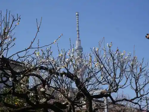 亀戸天神社の自然