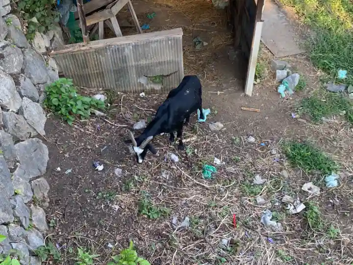 賀茂別雷神社の動物