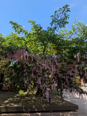桜神宮(東京都)