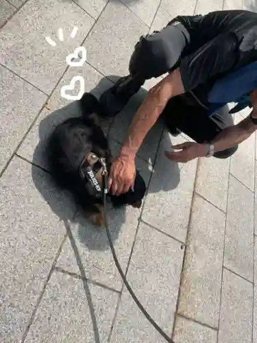 彌彦神社　(伊夜日子神社)の動物