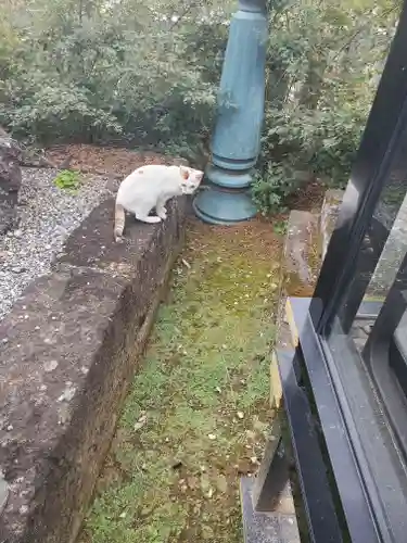 寺岡山元三大師の動物