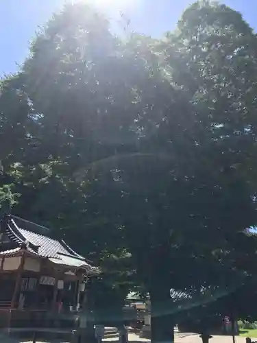 塩屋神社の自然