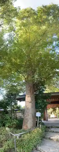 阿佐ヶ谷神明宮の自然