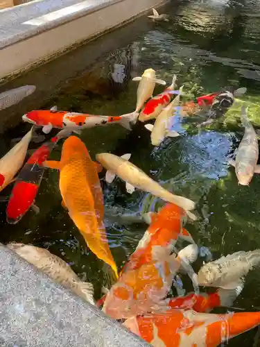 大聖観音寺（あびこ観音）の動物