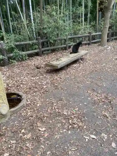 玉野御嶽神社の動物
