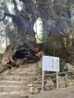 大山祇神社奥の院 生樹の御門の{uncategorized: "未分類", other: "その他", undefined: "問題あり", building: "その他建物", grave: "お墓", sacred_gate: "鳥居", guardian: "狛犬", statue: "像", buddha: "仏像", history: "歴史", nature: "自然", garden: "庭園", animal: "動物", pagoda: "塔", temizu: "手水舎", mountain_gate: "山門・神門", sanctuary: "本殿・本堂", subordinate: "末社・摂社", art: "芸術", scenery: "景色", jizo: "地蔵", ema: "絵馬", goshuin: "御朱印", omikuji: "おみくじ", items: "授与品その他", amulet: "お守り", goshuincho: "御朱印帳", eats: "食事", festival: "お祭り", votive_dance: "神楽", shichigosan: "七五三参", wedding: "結婚式", experience: "体験その他", initially: "初詣", around: "周辺", anti_infection: "感染症対策"}