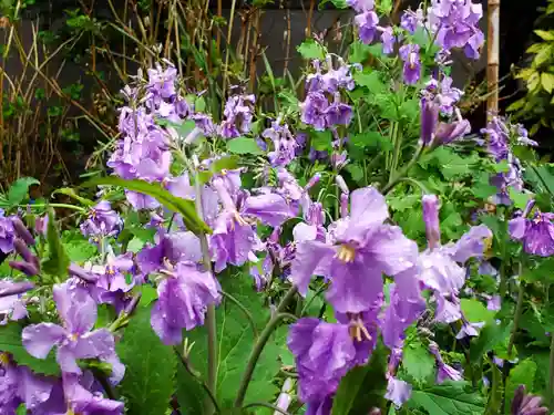 住吉神社の自然