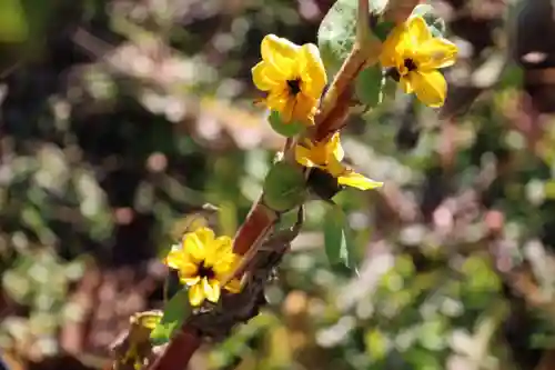 高司神社〜むすびの神の鎮まる社〜の自然