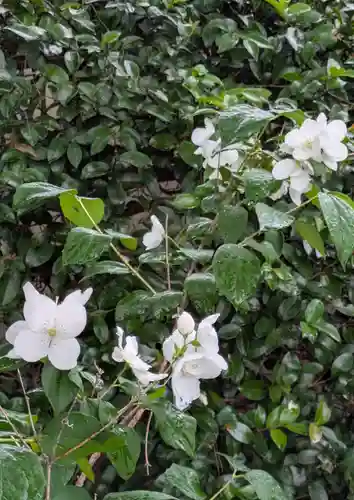 住吉大社(大阪府)