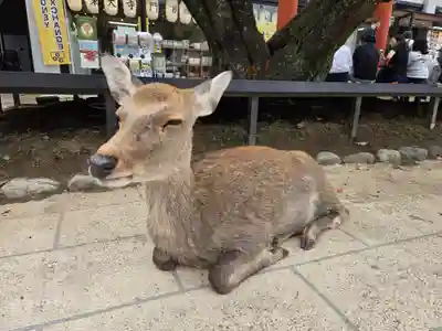 氷室神社(奈良県)