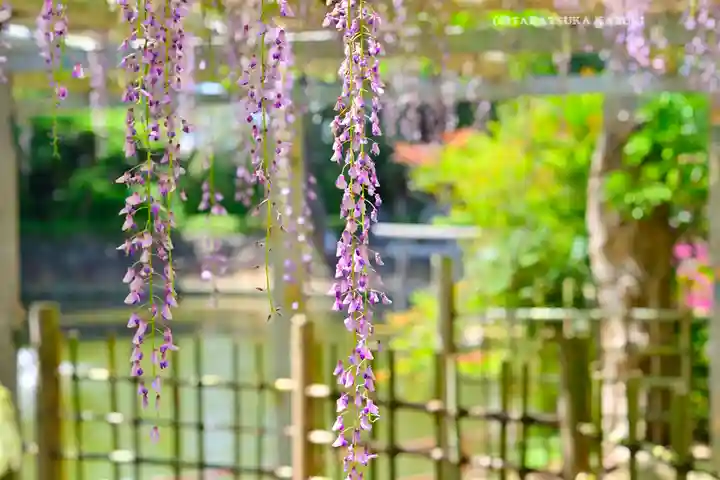 越ヶ谷久伊豆神社(埼玉県)
