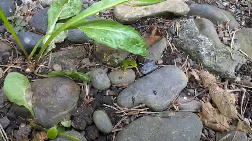 雨龍神社の動物
