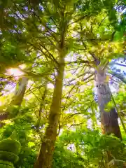 側高神社の自然