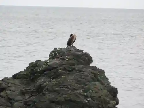 二見興玉神社の動物
