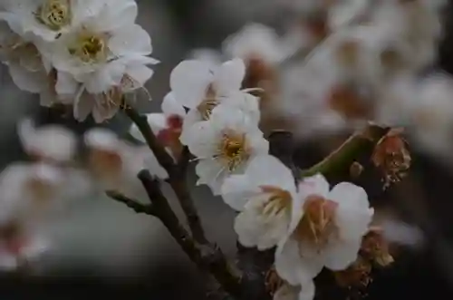 日枝神社の自然