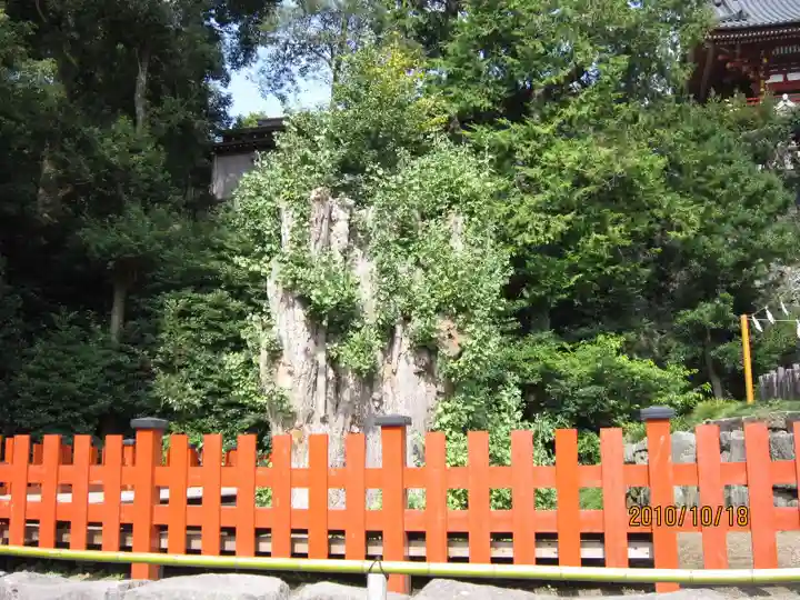 鶴岡八幡宮の自然