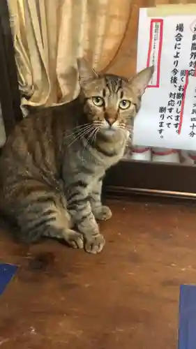王子神社の動物