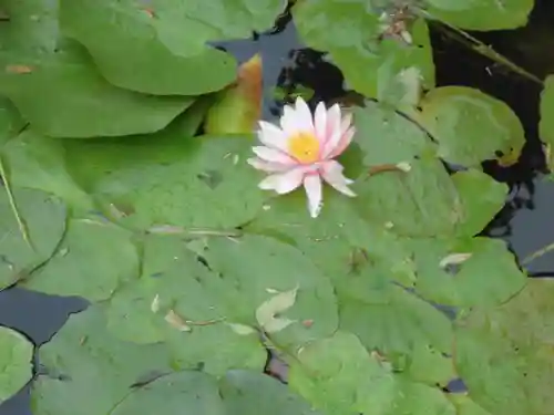 東観寺の自然