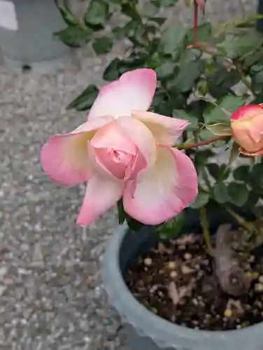 清源院(神奈川県)