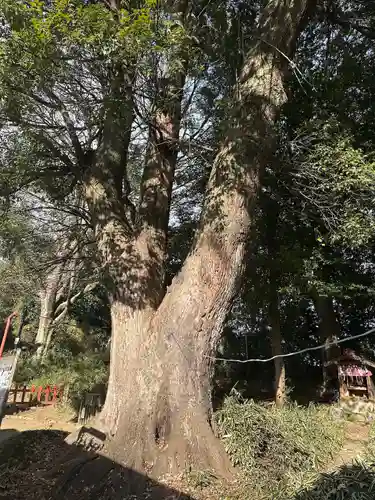 三芳野神社(埼玉県)