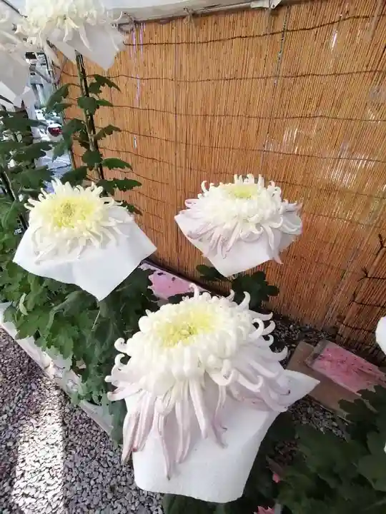 間々田八幡宮の自然