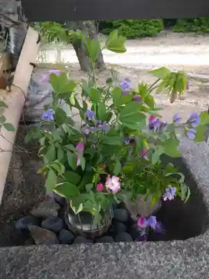 木華佐久耶比咩神社の手水舎