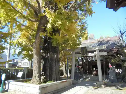 飛木稲荷神社の自然