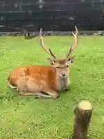 東大寺 二月堂の動物