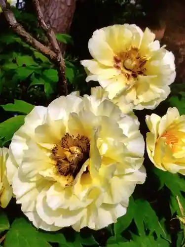 圓照寺(東京都)