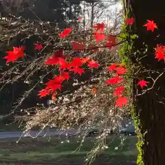 鹿島大神宮の自然