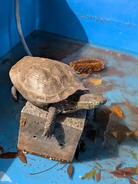 下谷神社(東京都)