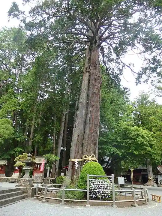 北口本宮冨士浅間神社の自然