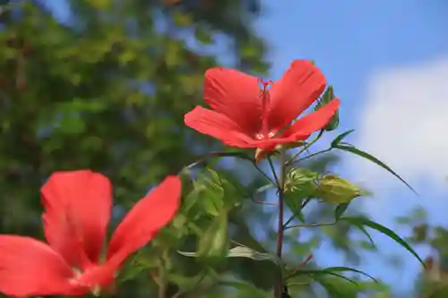 阿久津「田村神社」（郡山市阿久津町）旧社名：伊豆箱根三嶋三社の庭園