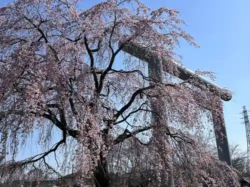 櫻木神社(千葉県)
