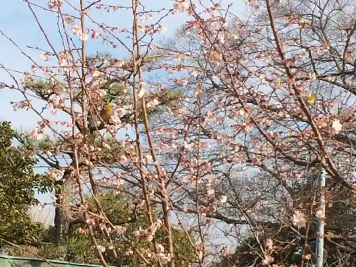 津島神社の自然