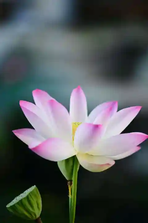 浄土寺(兵庫県)