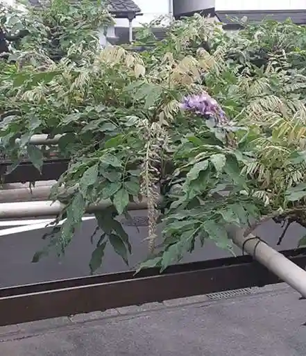 西方山極楽寺(岐阜県)