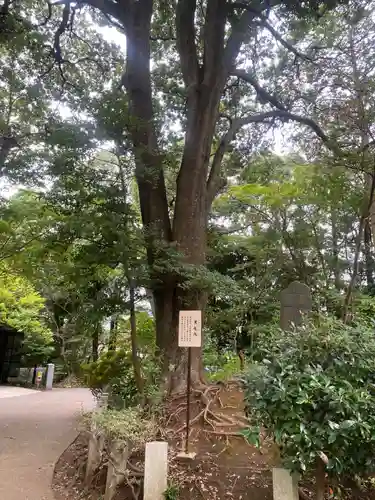 柴崎神社(千葉県)
