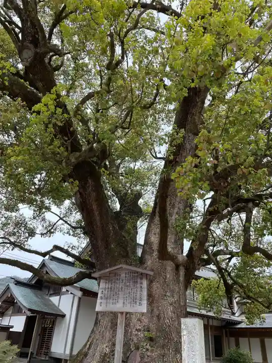 太宰府天満宮の自然