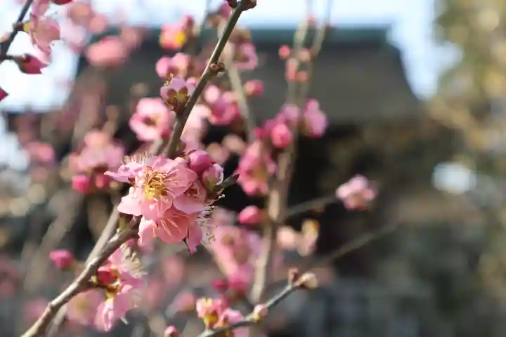 道明寺天満宮の{uncategorized: "未分類", other: "その他", undefined: "問題あり", building: "その他建物", grave: "お墓", sacred_gate: "鳥居", guardian: "狛犬", statue: "像", buddha: "仏像", history: "歴史", nature: "自然", garden: "庭園", animal: "動物", pagoda: "塔", temizu: "手水舎", mountain_gate: "山門・神門", sanctuary: "本殿・本堂", subordinate: "末社・摂社", art: "芸術", scenery: "景色", jizo: "地蔵", ema: "絵馬", goshuin: "御朱印", omikuji: "おみくじ", items: "授与品その他", amulet: "お守り", goshuincho: "御朱印帳", eats: "食事", festival: "お祭り", votive_dance: "神楽", shichigosan: "七五三参", wedding: "結婚式", experience: "体験その他", initially: "初詣", around: "周辺", anti_infection: "感染症対策"}