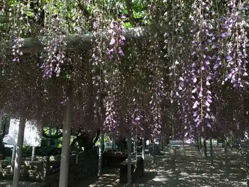 吉祥寺の御朱印