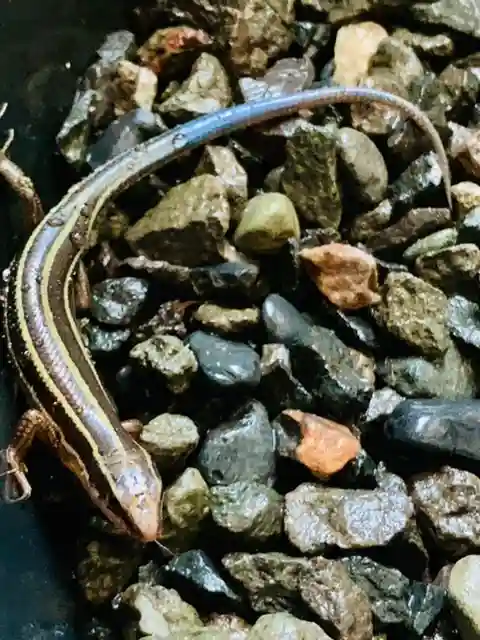 土津神社|こどもと出世の神さまの動物