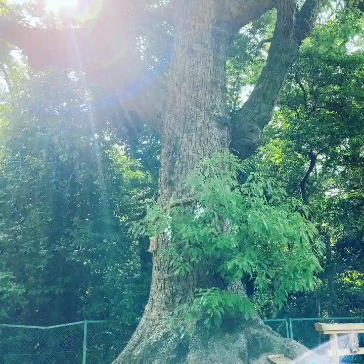 和泉國一之宮 大鳥大社の自然