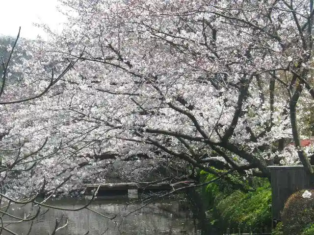 鶴岡八幡宮の自然