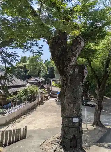 棚倉孫神社(京都府)